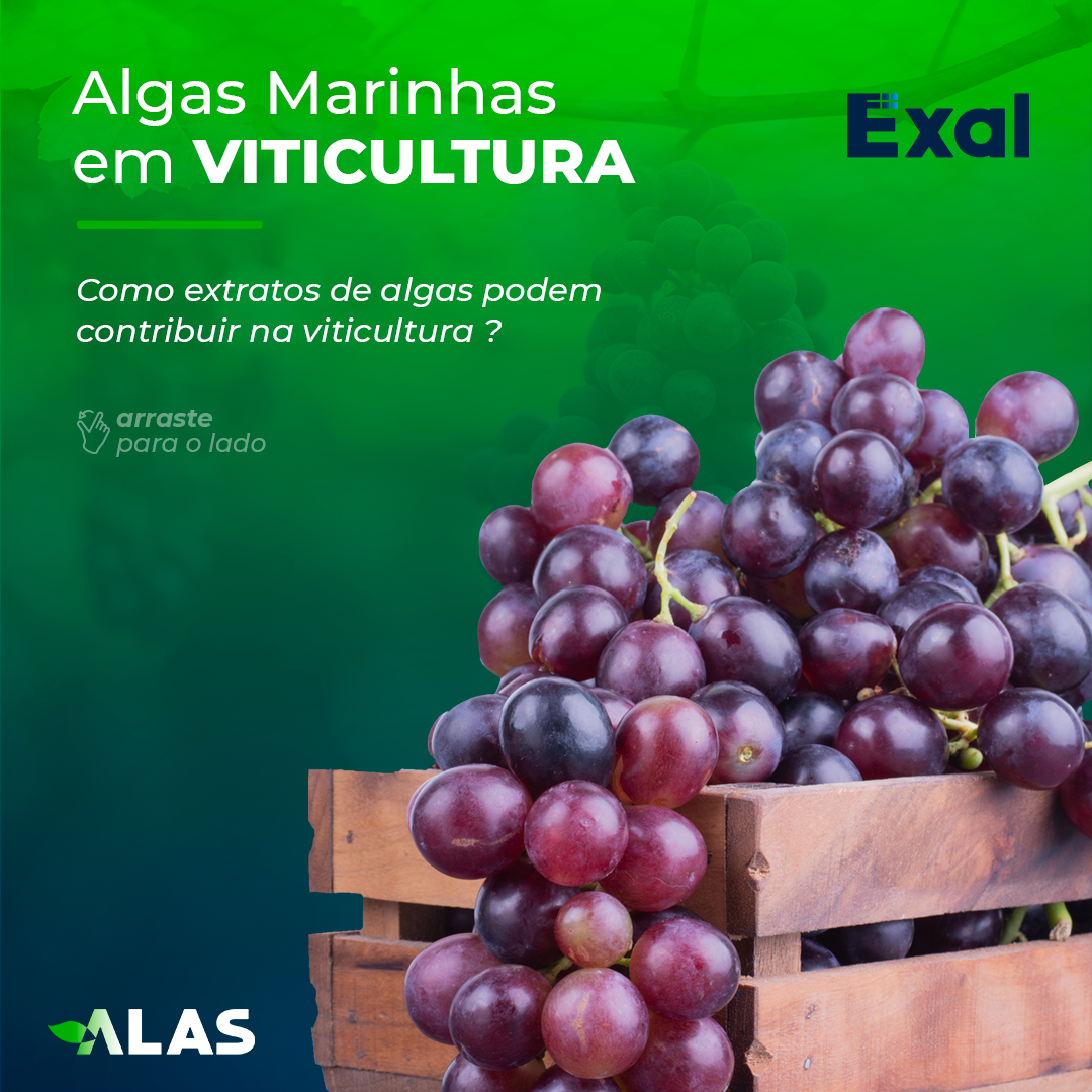 Algas Marinhas em Viticultura - ALAS - América Latina Agricultura Sustentável