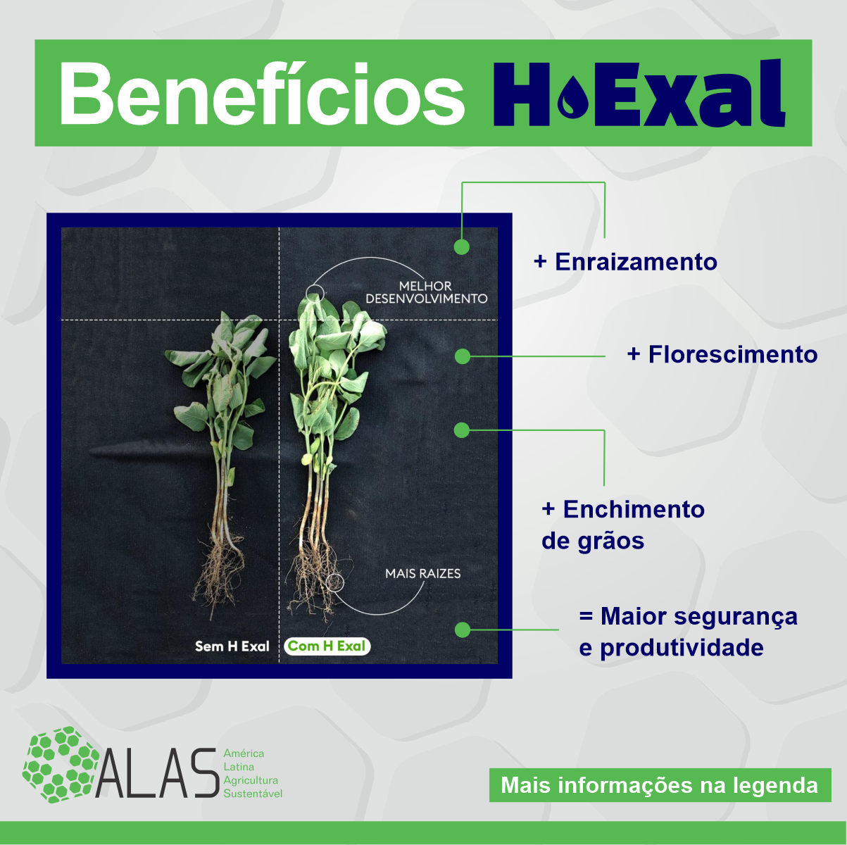 H-Exal promove o equilíbrio fisiológico das plantas - ALAS - América Latina Agricultura Sustentável